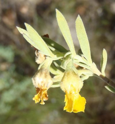 Hermannia velutina, photographed by Nicola van Berkel