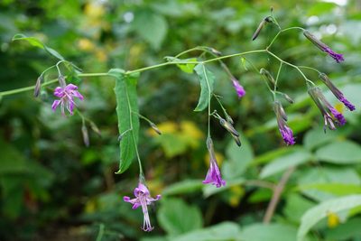 Prenanthes purpurea, photographed by Patrick Hacker