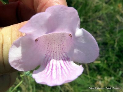 Sesamum senecioides, photographed by Peter Warren