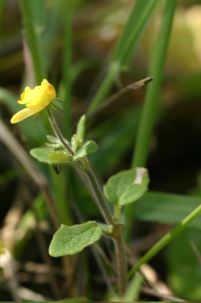Hemimeris gracilis, photographed by jillblignaut