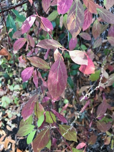 Cornus glabrata, photographed by Bob Dodge
