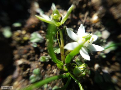 Pauridia pygmaea, photographed by Chris Vynbos