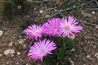 Acrodon bellidiflorus, photographed by jillblignaut