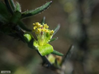 Cliffortia hirta, photographed by Chris Vynbos