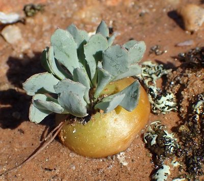 Othonna cacalioides, photographed by Nicola van Berkel