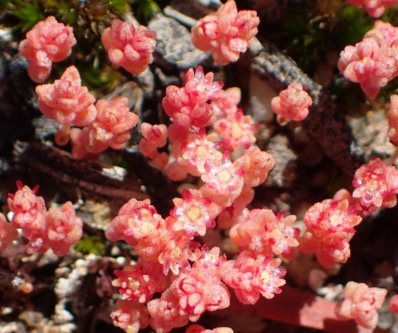 Crassula thunbergiana, photographed by Nicola van Berkel
