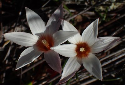 Romulea toximontana, photographed by Nicola van Berkel
