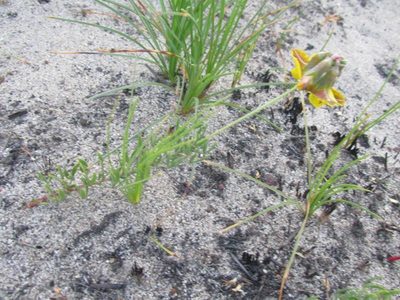Lotononis fastigiata, photographed by Caroline Voget