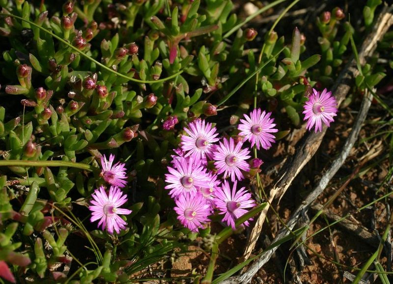 Ruschia muiriana, photographed by jillblignaut