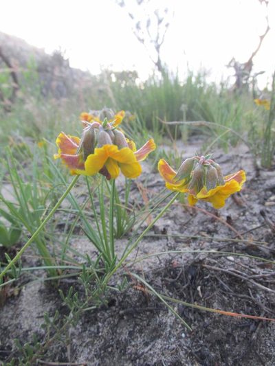 Lotononis fastigiata, photographed by Caroline Voget
