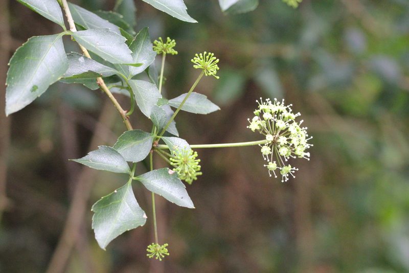 Eleutherococcus trifoliatus, photographed by Agnes Trekker