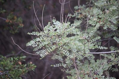 Amorpha californica