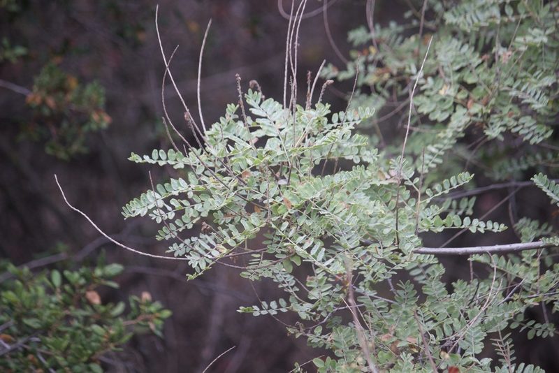 Amorpha californica, photographed by Diego Blanco