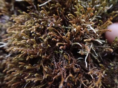 Pseudobraunia californica, photographed by Randal