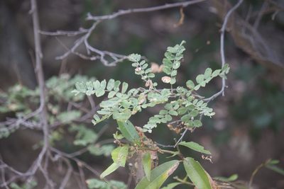 Amorpha californica, photographed by Diego Blanco