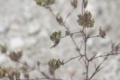 Cordylanthus rigidus, photographed by Diego Blanco