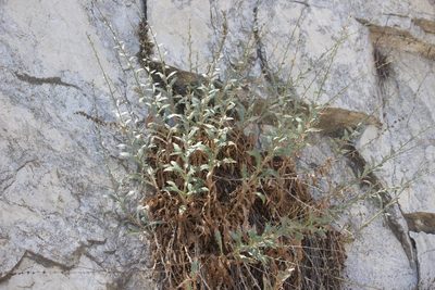 Stephanomeria cichoriacea, photographed by Diego Blanco