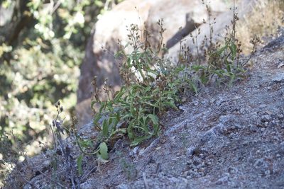 Penstemon grinnellii, photographed by Diego Blanco