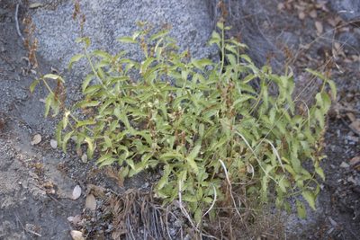 Penstemon grinnellii, photographed by Diego Blanco