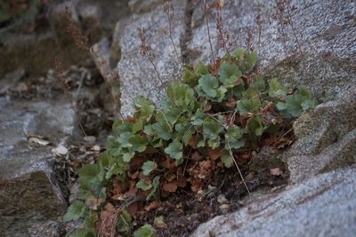 Heuchera rubescens