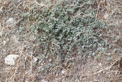 Acmispon argophyllus