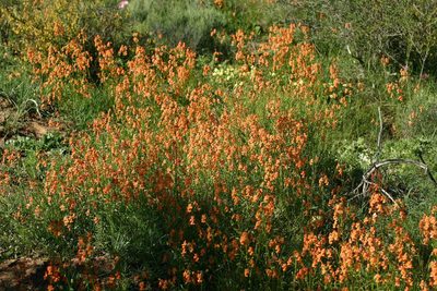 Nemesia pageae, photographed by jillblignaut