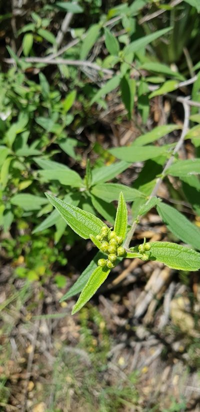 Perymenium discolor, photographed by Eugenio Padilla