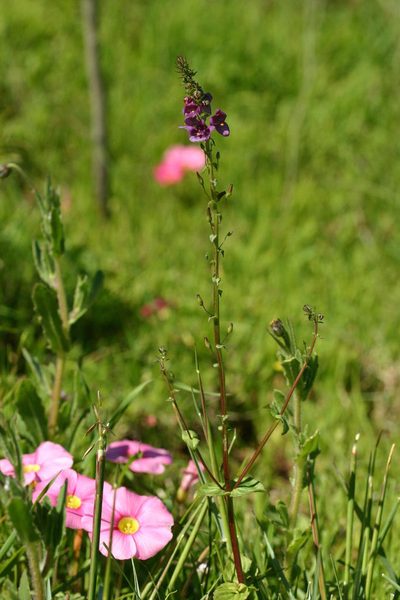 Diascia parviflora, photographed by jillblignaut
