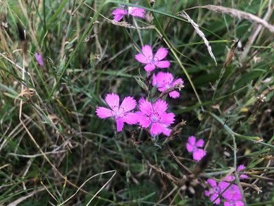Dianthus deltoides, photographed by Torben Bruus