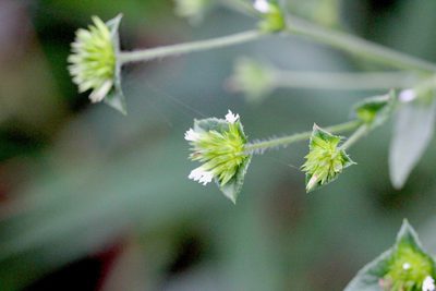 Elephantopus tomentosus, photographed by Agnes Trekker