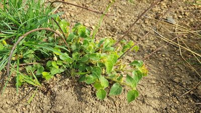 Acalypha petiolaris, photographed by Suvarna Parbhoo Mohan