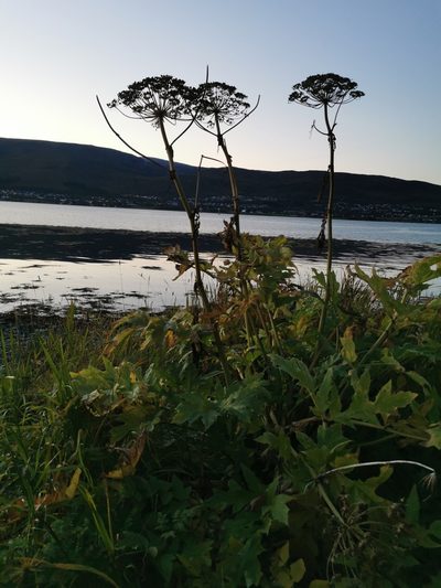 Heracleum persicum, photographed by Thor-Rune Hansen