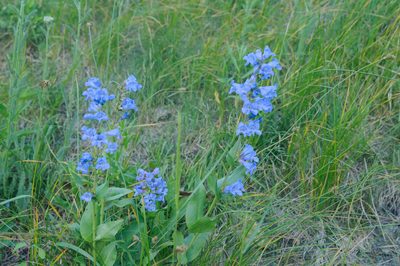 Penstemon cyananthus, photographed by Rolf Lawrenz