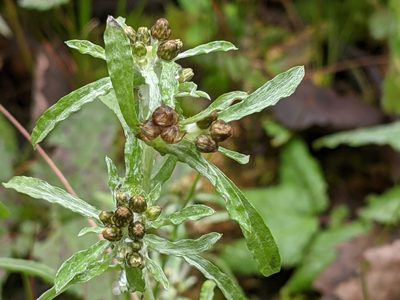 Gnaphalium uliginosum, photographed by euanmck
