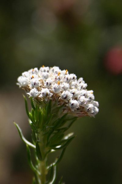 Metalasia galpinii, photographed by jillblignaut