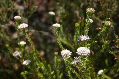 Metalasia galpinii, photographed by jillblignaut