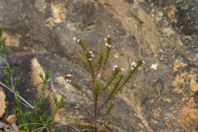 Muraltia ericoides, photographed by jillblignaut