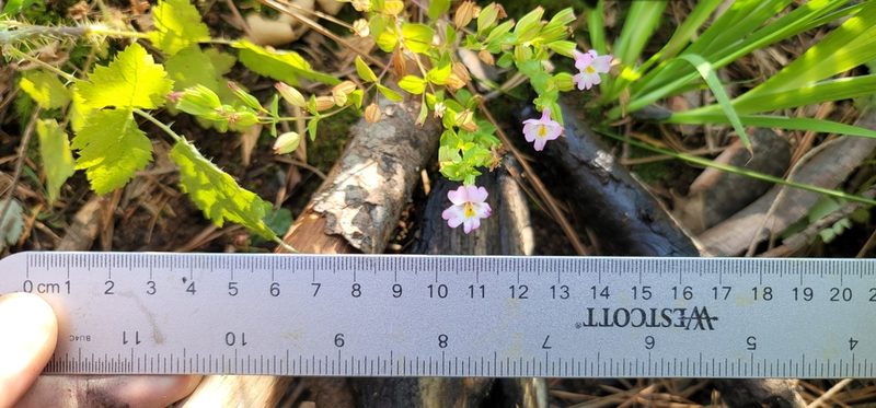 Erythranthe acutidens, photographed by Chris Winchell