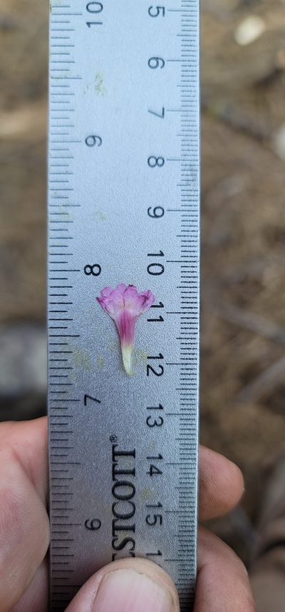 Erythranthe acutidens, photographed by Chris Winchell