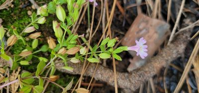 Erythranthe acutidens, photographed by Chris Winchell