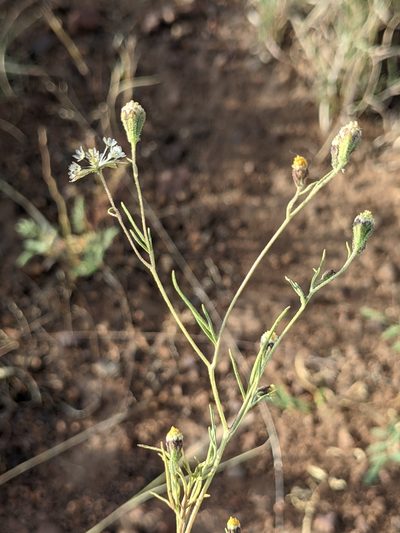 Picradeniopsis multiflora, photographed by Dominic Gentilcore