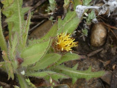 Centaurea benedicta, photographed by Yves Bas