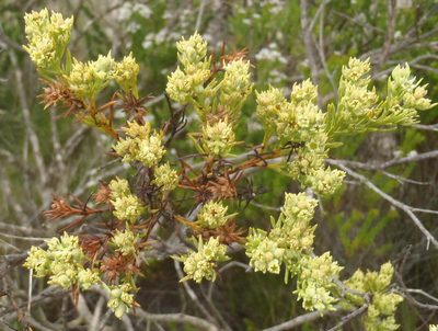 Thesium foliosum, photographed by Nicola van Berkel