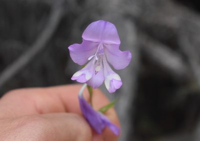 Gladiolus rogersii, photographed by Justin Ponder