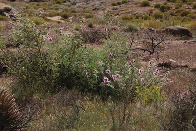 Anisodontea anomala, photographed by Tony Rebelo