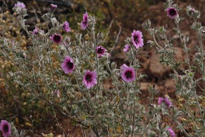 Anisodontea anomala, photographed by Tony Rebelo