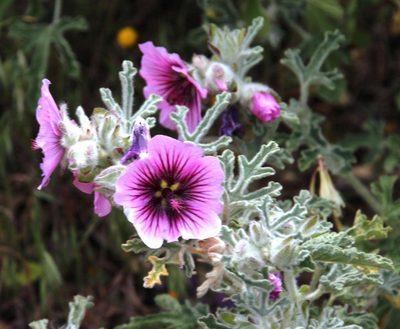 Anisodontea anomala, photographed by Tony Rebelo