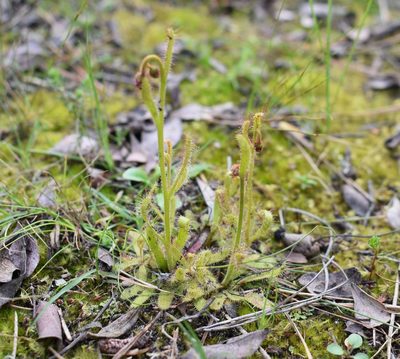Drosera cistiflora, photographed by Justin Ponder
