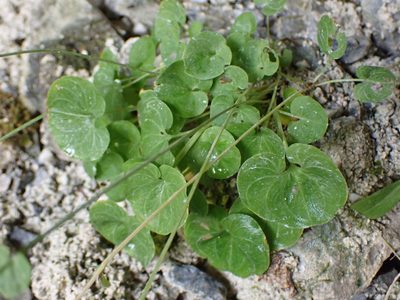 Parnassia fimbriata, photographed by Randal