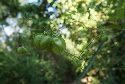 Cardiospermum corindum, photographed by Center for Urban Ecology